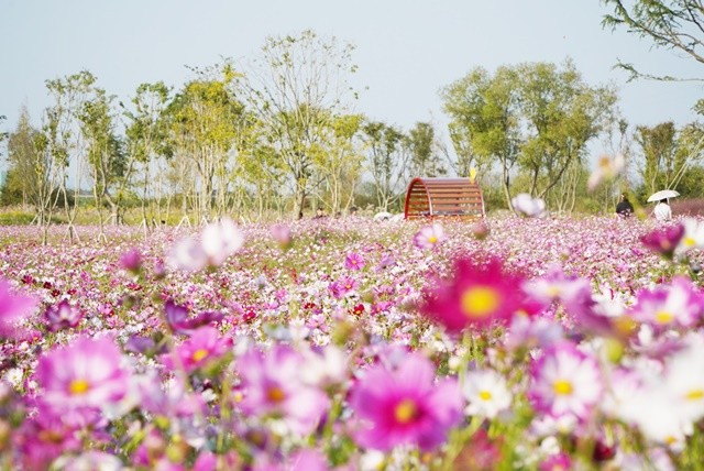 영산강정원 1억 송이 코스모스단지