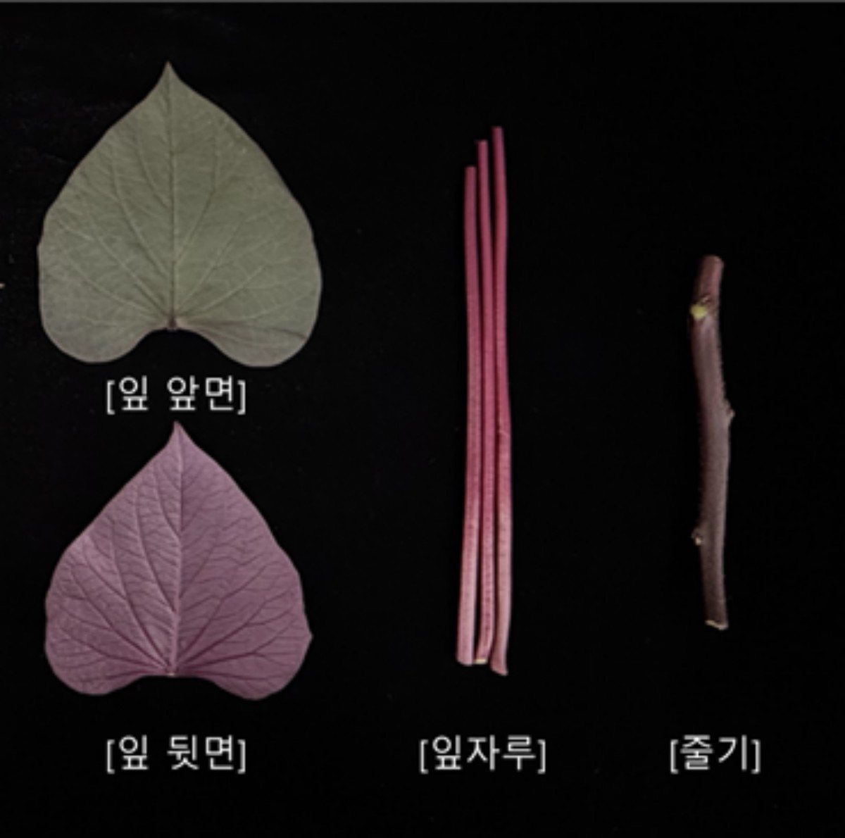 국산 개발 품종인 채소용 고구마 ‘통채루’의 잎, 잎자루, 줄기 등 지상부. 농촌진흥청 제공