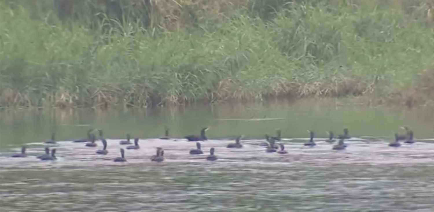 민물 가마우지떼. / G1 방송