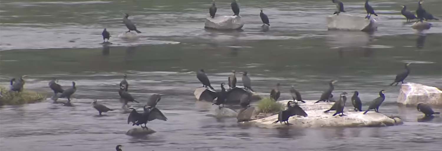 민물 가마우지떼. / G1 방송