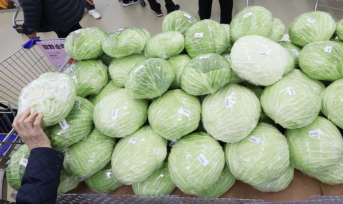 한 대형마트에 진열된 양배추 모습. 기사 이해를 돕기 위한 자료 사진 / 뉴스1