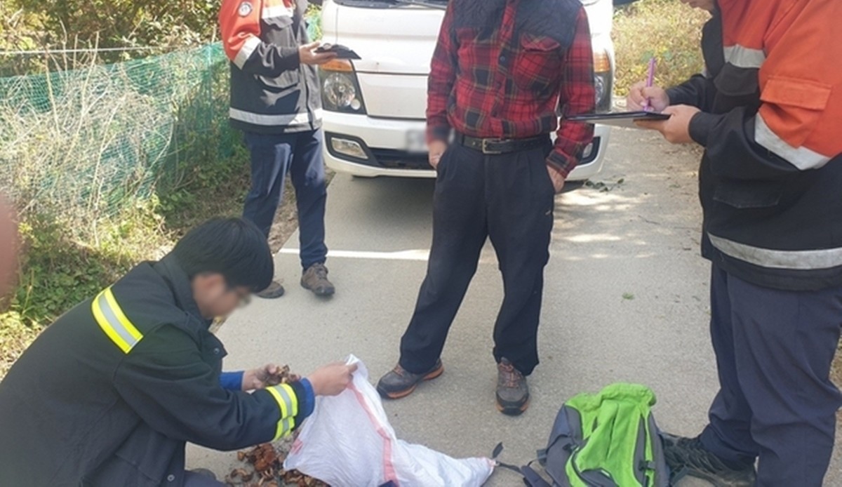 충북 보은군 산림 내 불법 행위 단속 장면. 자연산 송이 등 귀한 고급 임산물을 노리는 불법 행위가 해마다 기승을 부리고 있다. 이런 가운데 보은군은 자체 기동단속반을 편성해 10월 31일까지 집중 단속에 들어간다. 이번 단속과 관련해 보은군 관계자는 '소중한 산림 자원을 지키기 위해 불법 행위에 대해서는 강력히 대응할 것'이라며 '산림을 찾는 군민과 관광객 모두가 불법 행위가 근절될 수 있도록 적극적인 협조를 부탁드린다'라고 말했다. / 보은군 제공