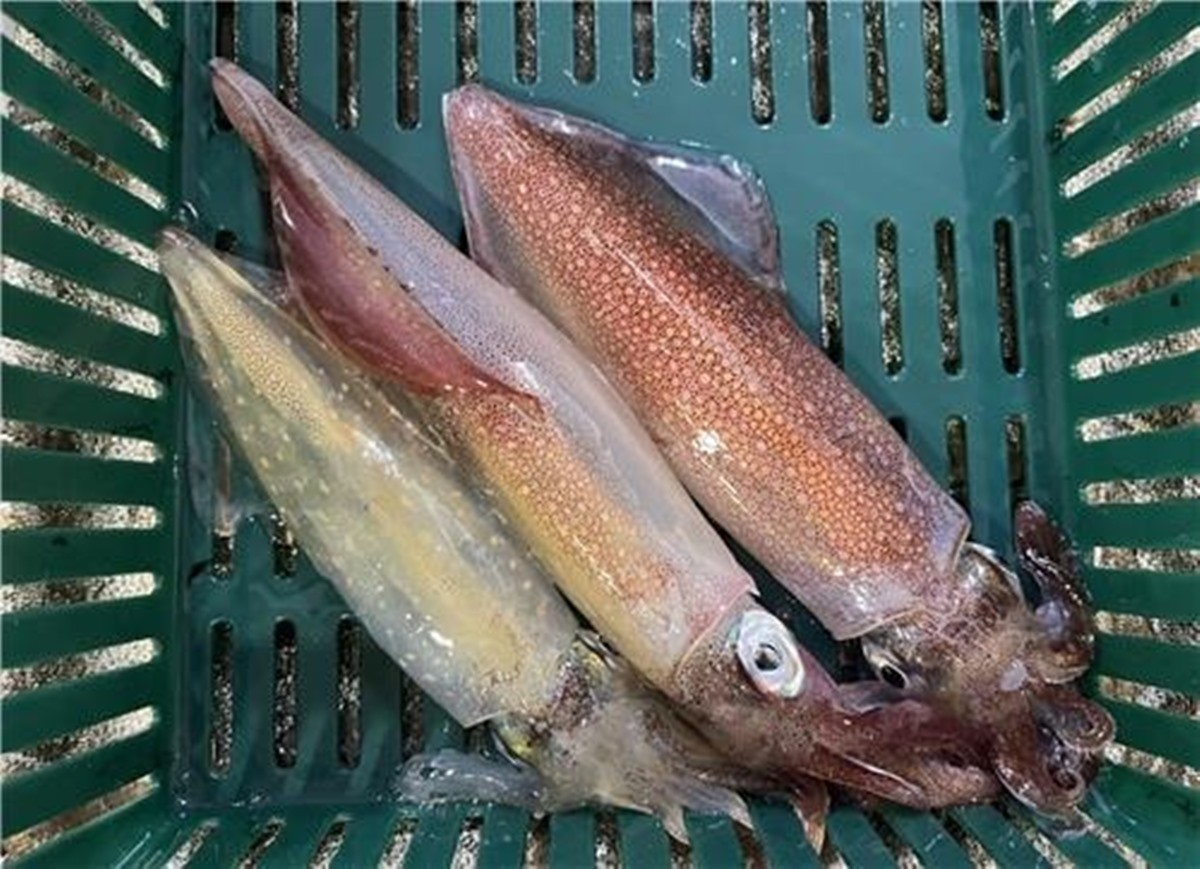 제주 한치 / 연합뉴스