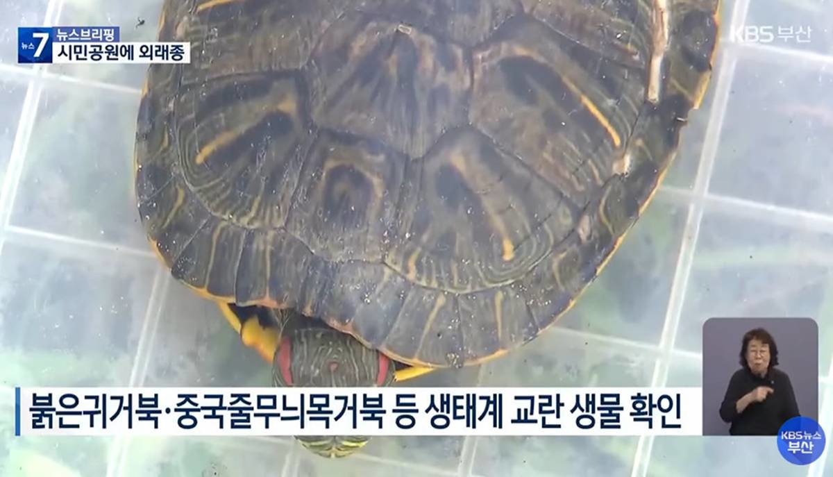 생태계 교란종 / 유튜브 'KBS 뉴스 부산'