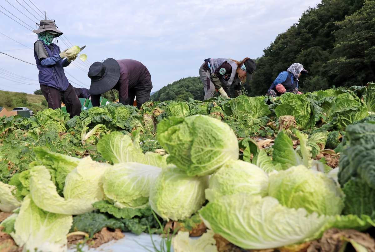 고랭지 배추 수확 현장. / 연합뉴스