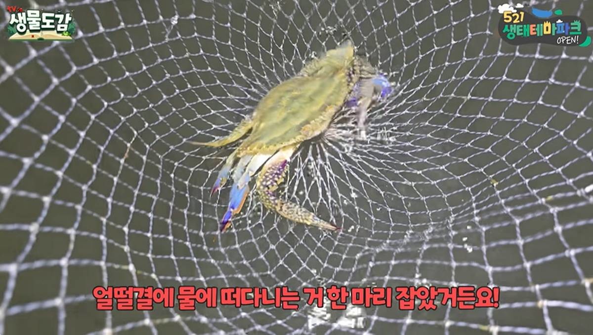 서해서 줄줄이 잡힌 꽃게 / 유튜브 'TV생물도감'