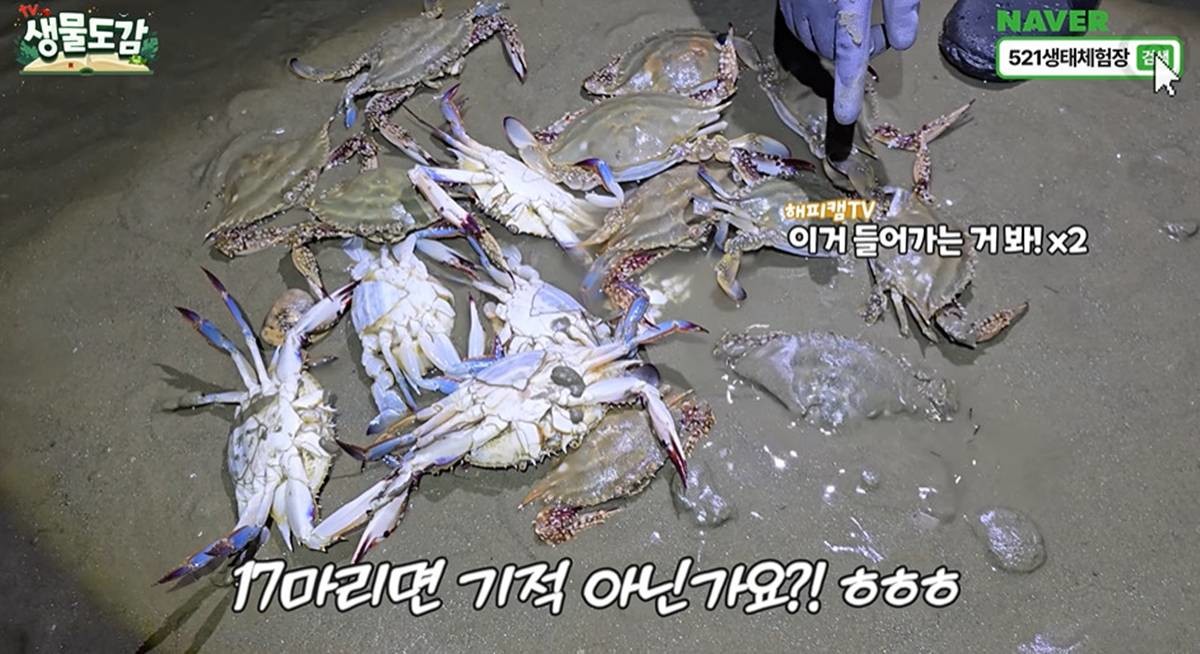 해루질 결과물 / 유튜브 'TV생물도감'