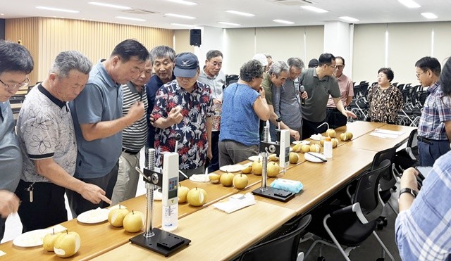 나주시가 농촌진흥청 주관 ‘지역특화형 신선농산물 수출단지 조성사업’ 공모에 최종 선정됐다. 사진은 나주시농업기술센터에서 진행한 숙기 판정 컨설팅 모습
