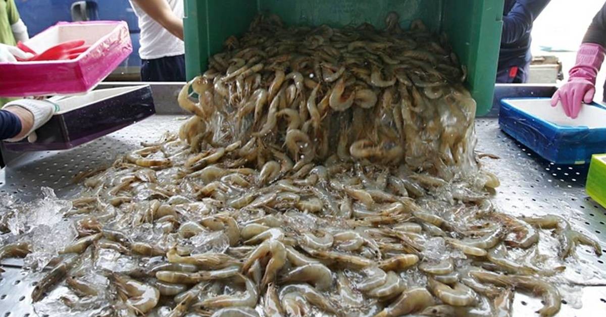 자연산 대하 자료 사진. 기사와는 무관 / 태안군 제공, 연합뉴스