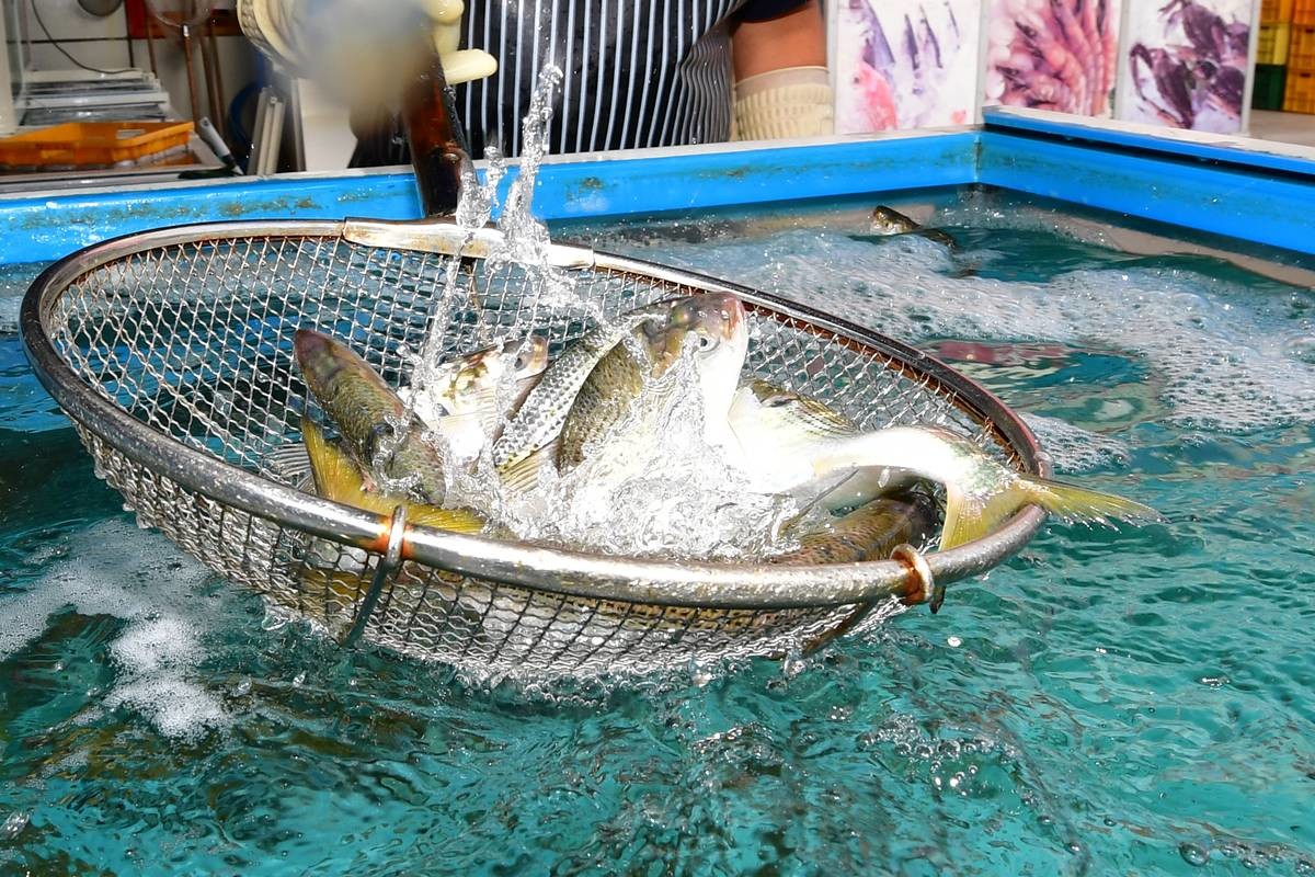 회 식당 수족관에서 주인이 가을 전어들을 뜰채로 옮기고 있다 / 뉴스1