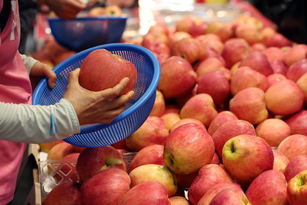 사과 자료 사진 / 뉴스1