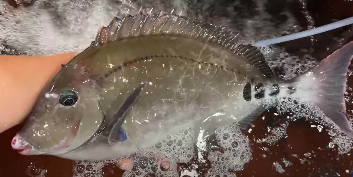 쥐돔 / '푸드박스' 유튜브