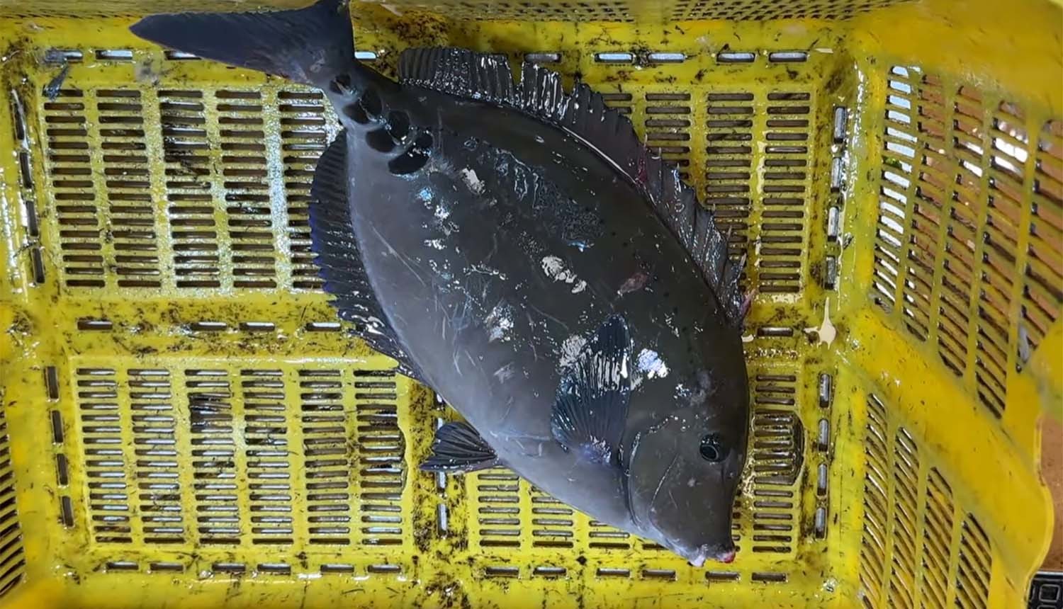 쥐돔 / '푸드박스' 유튜브