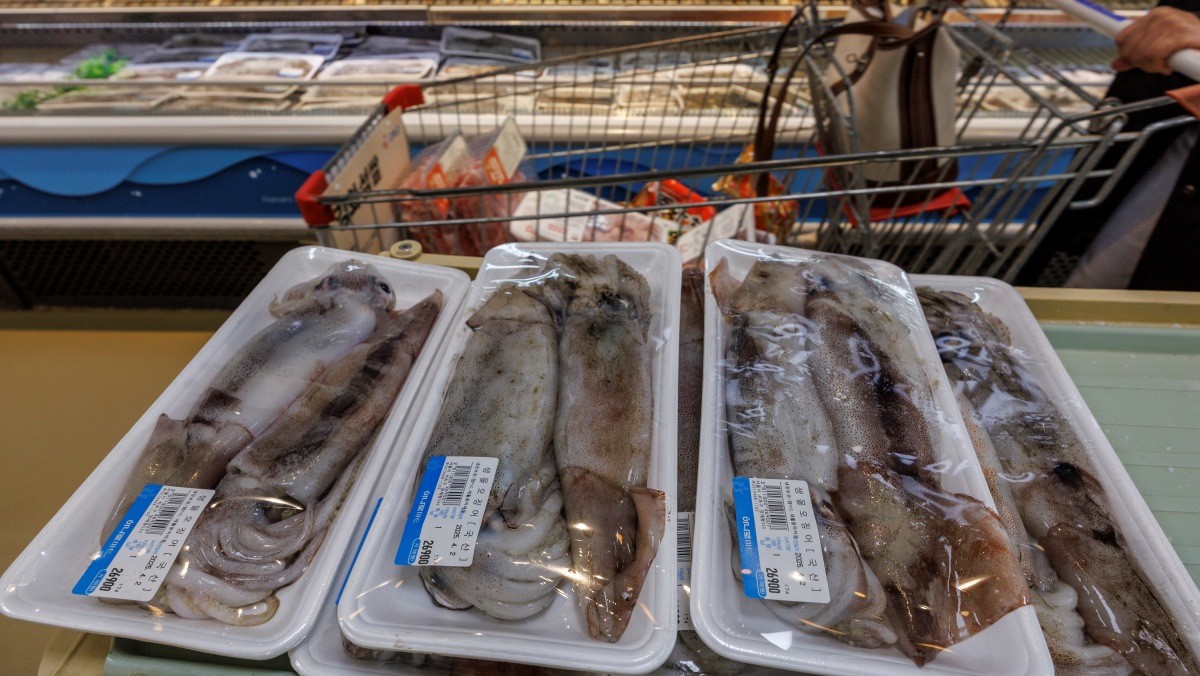 쫄깃쫄깃 오동통 오징어 / 연합뉴스