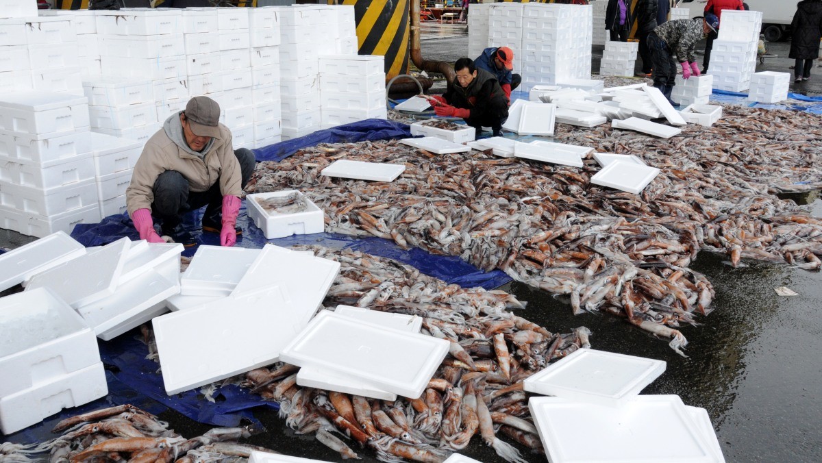 오징어 / 연합뉴스