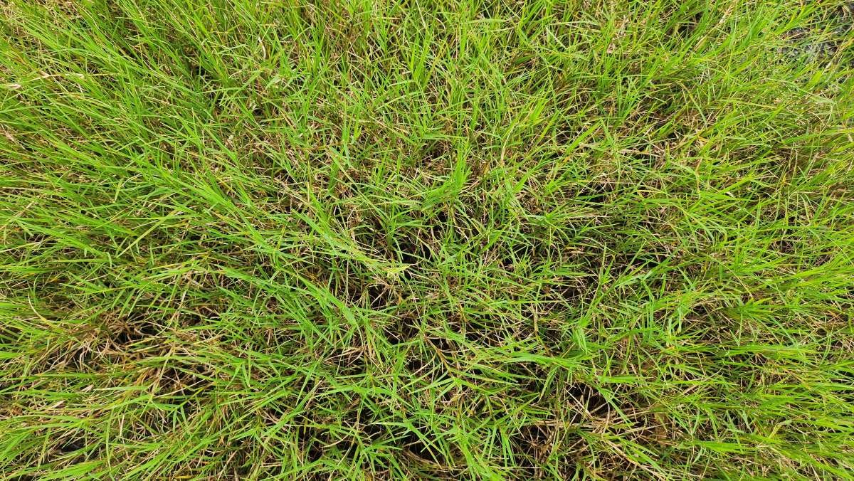 우산잔디 신품종, '산우'. / 국립산림과학원 제공