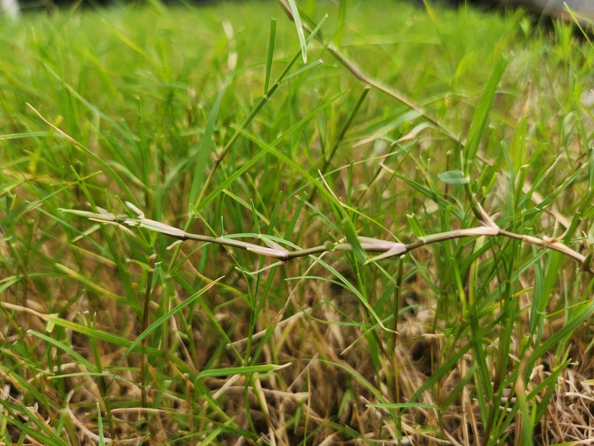 우산잔디 신품종, '산우'. / 국립산림과학원 제공