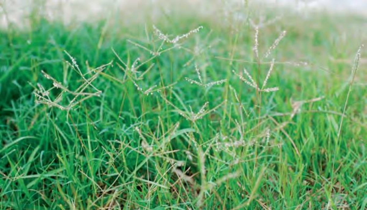 우산잔디. / 환경부 국립생물자원관 제공