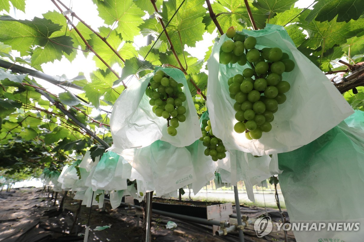 샤인머스캣 재배 농가 자료 사진. 기사와 무관 / 연합뉴스 자료사진
