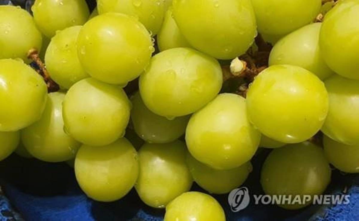 샤인머스캣 / 연합뉴스 자료사진