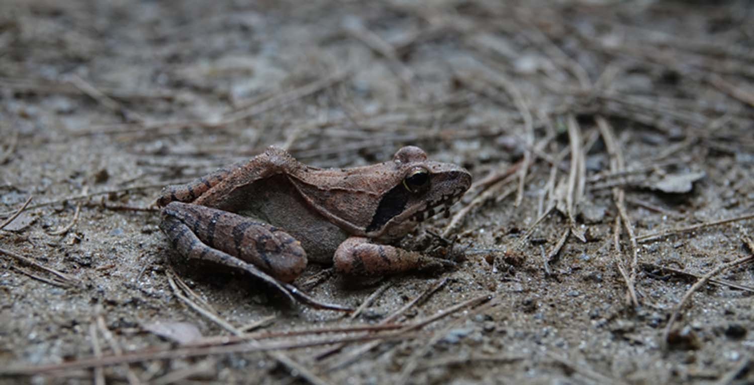 큰산개구리 / 서울시