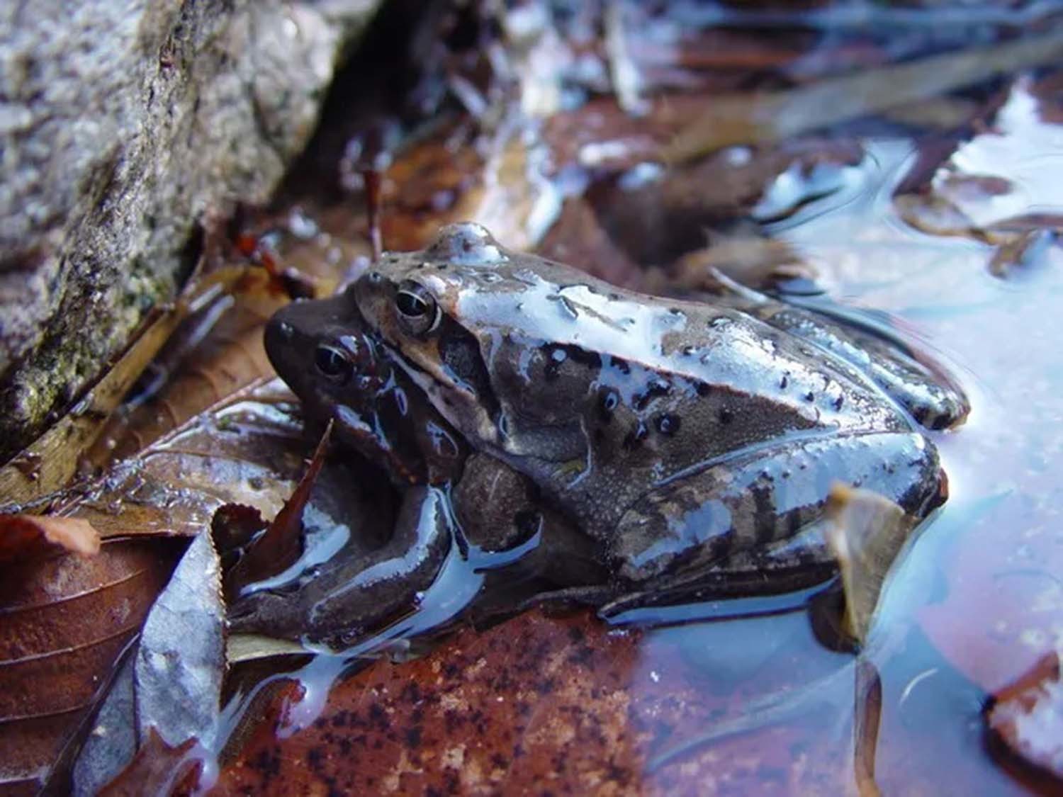 큰산개구리 /    국립생물자원관