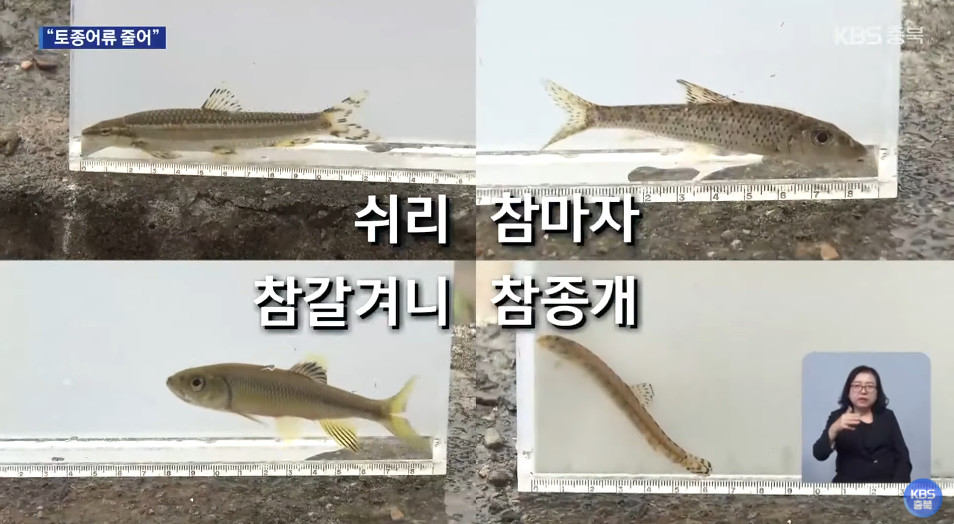 남한강에서 잡힌 토종 어류들 / 유튜브 'KBS충북'