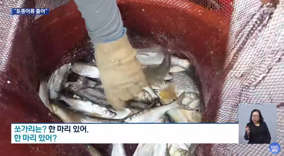 남한강에서 찾아보기 힘든 어종이 된 쏘가리 / 유튜브 'KBS충북'
