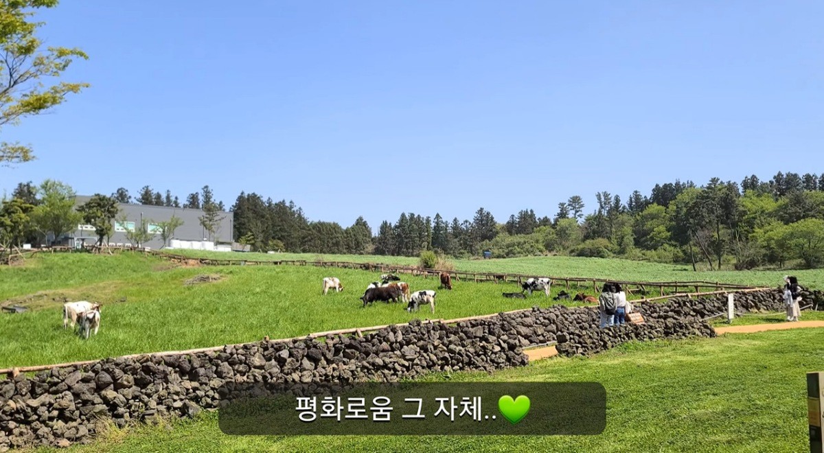 아침미소목장. / 유튜브 '제주하이쩡'
