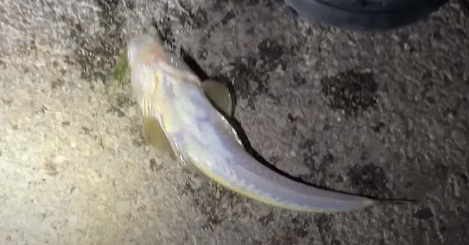 양태 / '마초TV' 유튜브