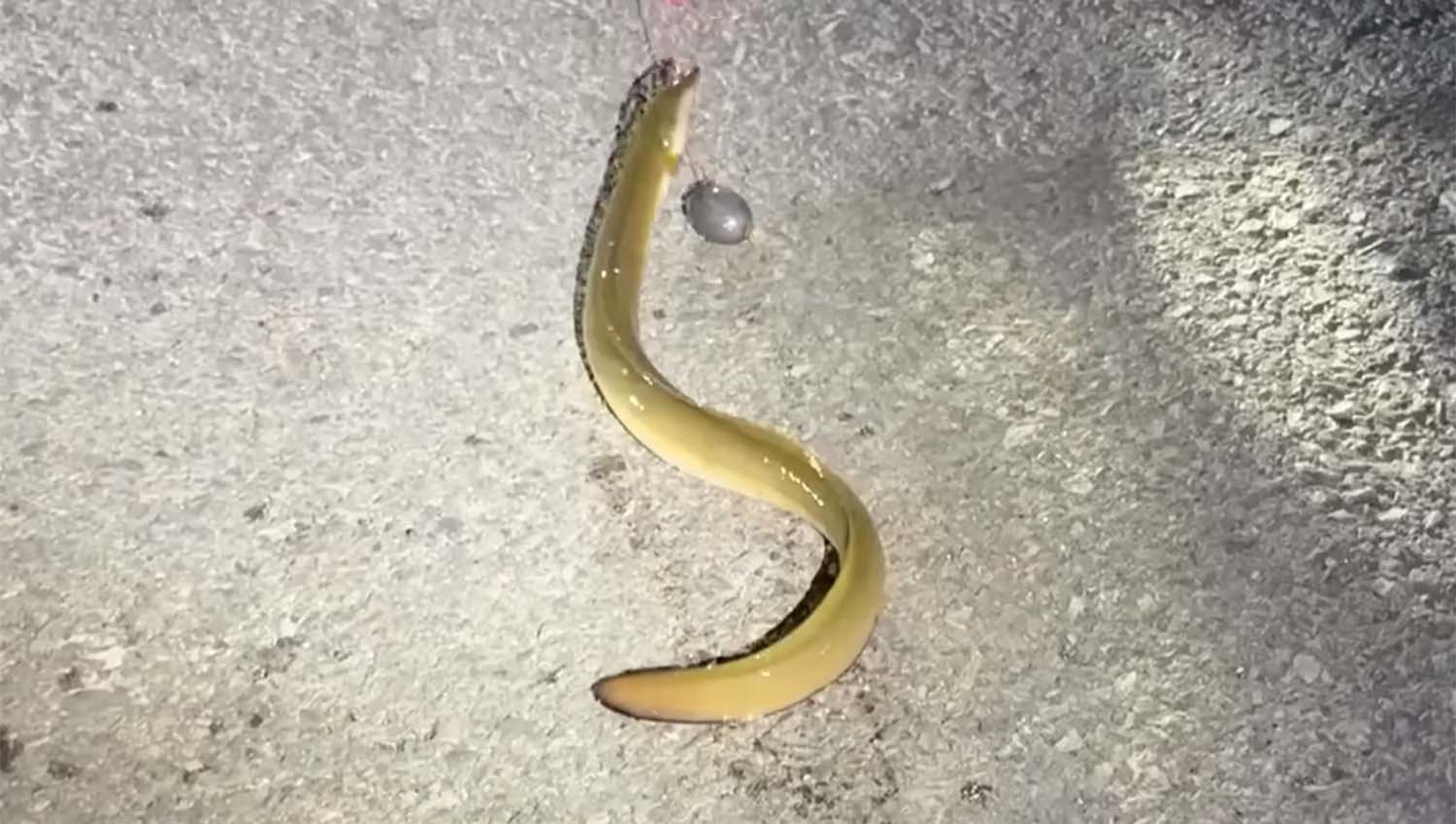 민물장어 / '마초TV' 유튜브