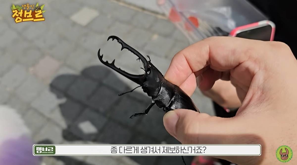 기라파 / 유튜브 '정브르'