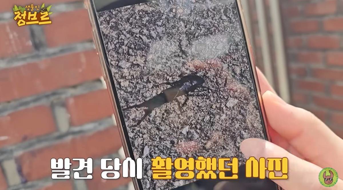 발견 당시 촬영 모습 / 유튜브 '정브르'
