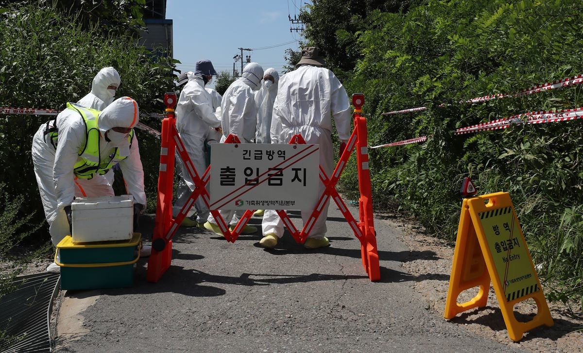 지난 8월 경기도 김포시 한 양돈농가에 아프리카돼지열병(ASF)이 발병해 긴급 방역에 나선 모습 / 뉴스1