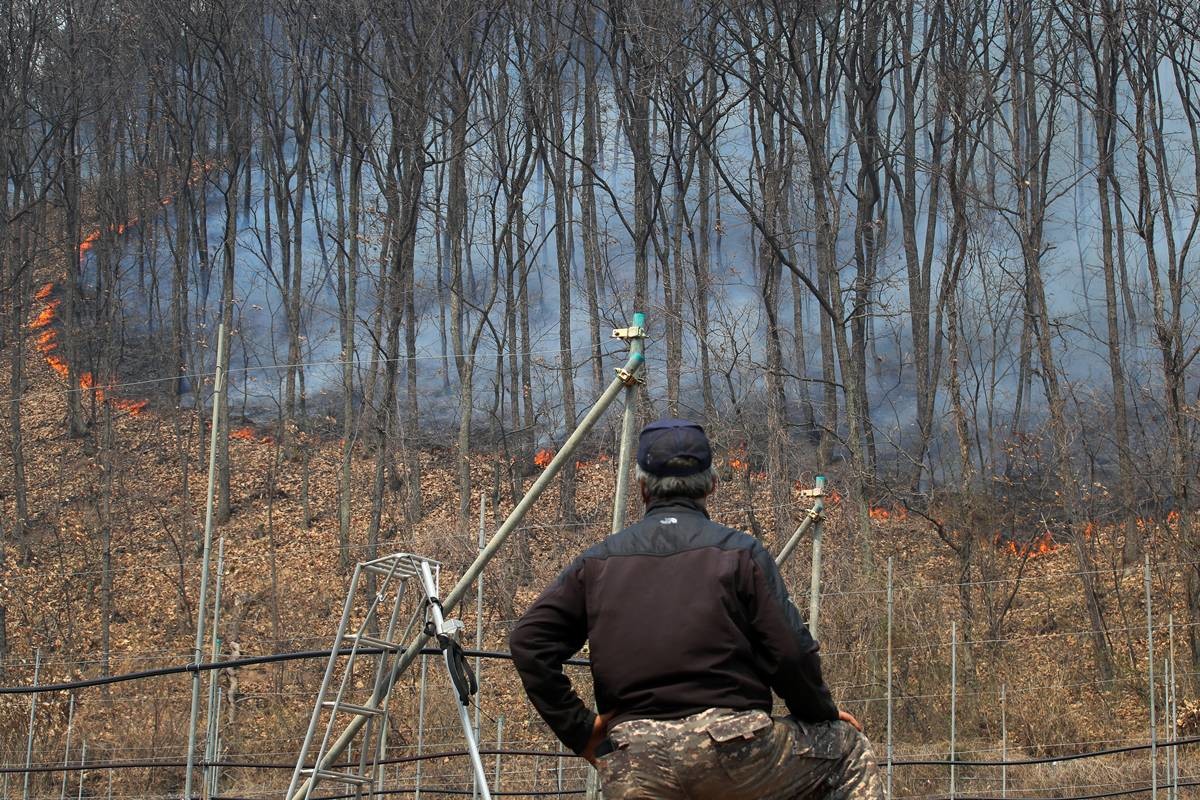 지난 3월 25일 오전 경북 안동시 길안면 백자리 민가 뒷산까지 산불이 번지자 한 주민이 불타는 산을 바라보고 있다. 길안면 백자리 야산은 소나무 숲이 우거져 자연산 송이 생산지로 유명한 곳이다 / 뉴스1