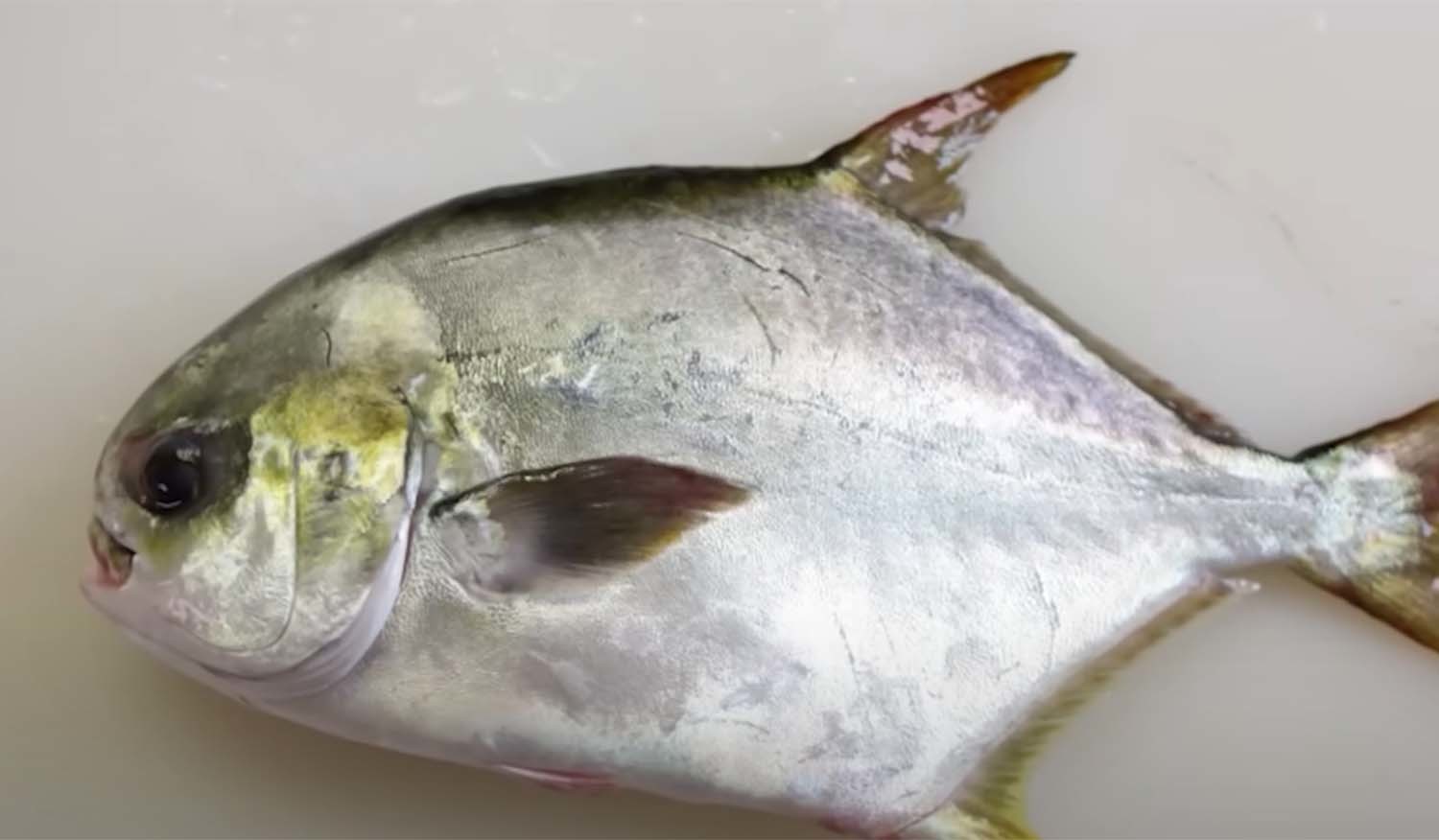 무점매가리 / '입질의추억TV' 유튜브