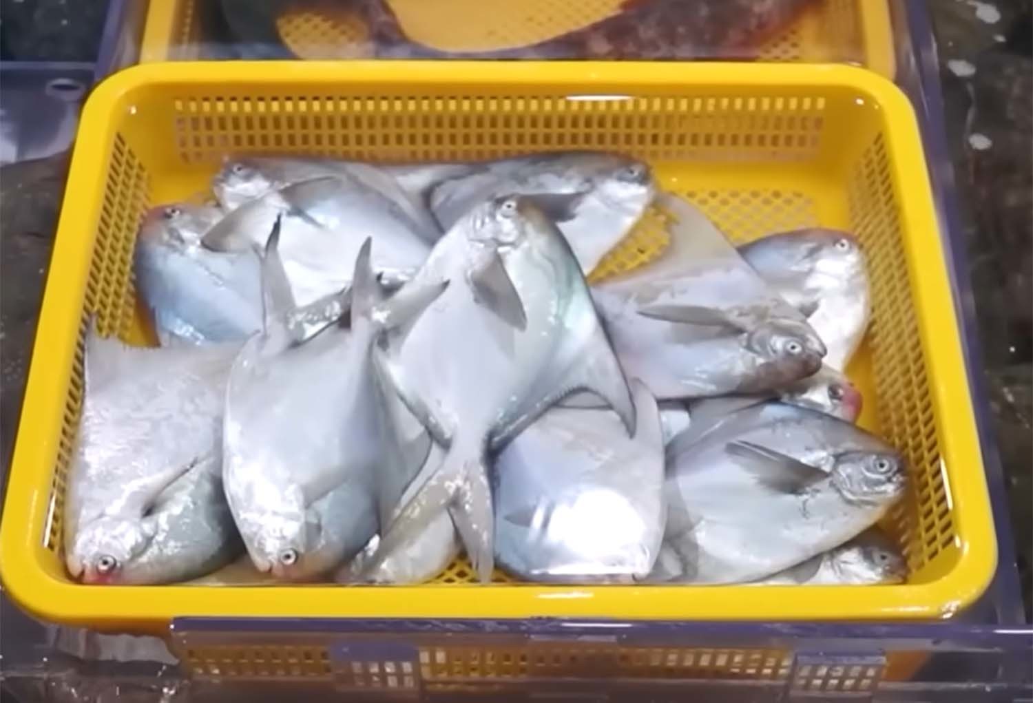 병어 / '입질의추억TV' 유튜브