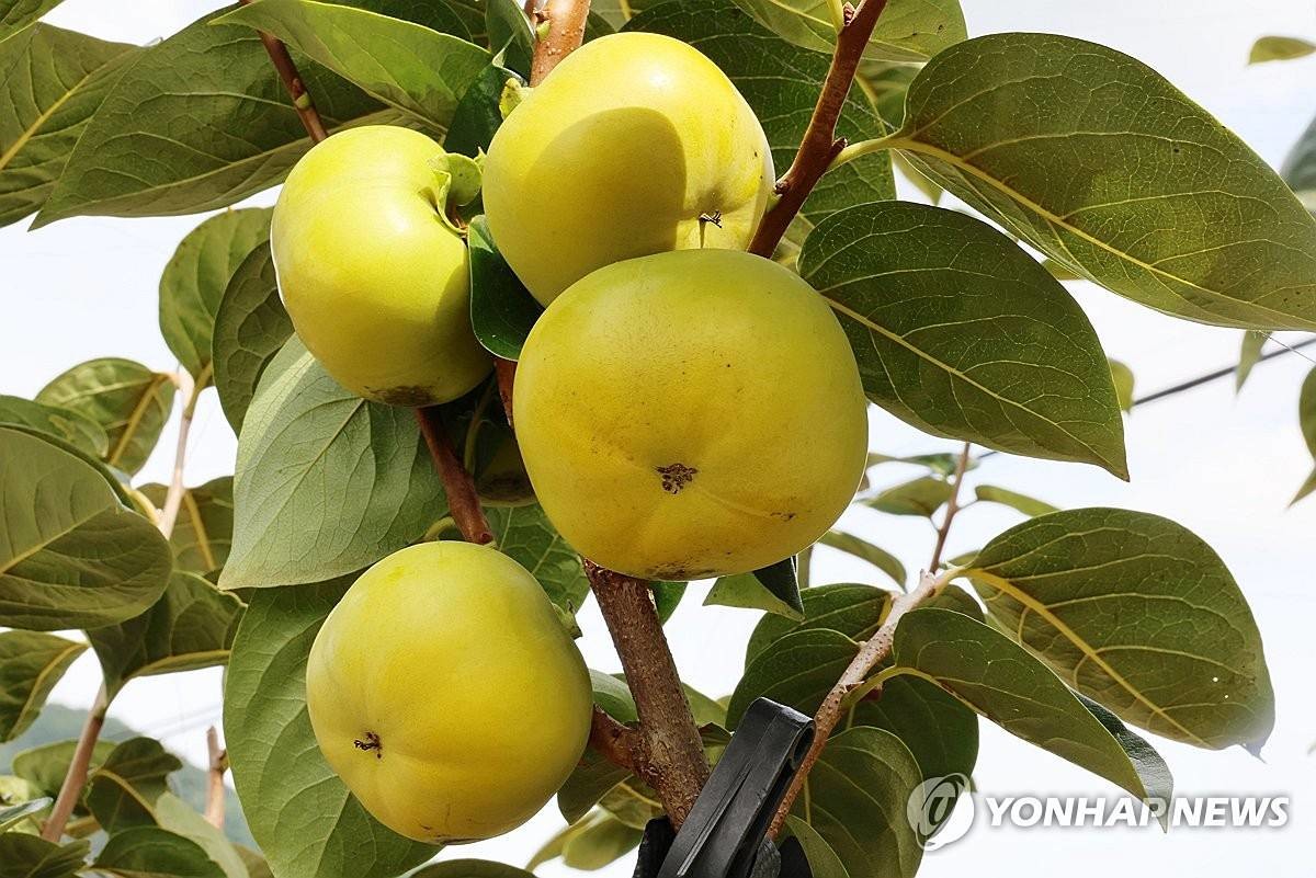 경남 고성군 상리면 한 농가에 태추단감이 열려 있다. 기사와 무관한 자료 사진 / 연합뉴스