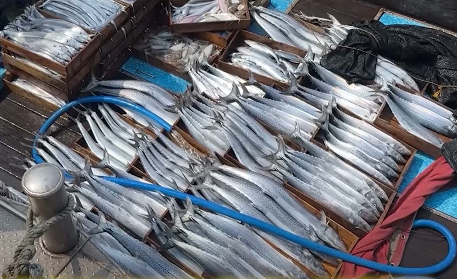 큼지막한 삼치들. / '마초TV' 유튜브