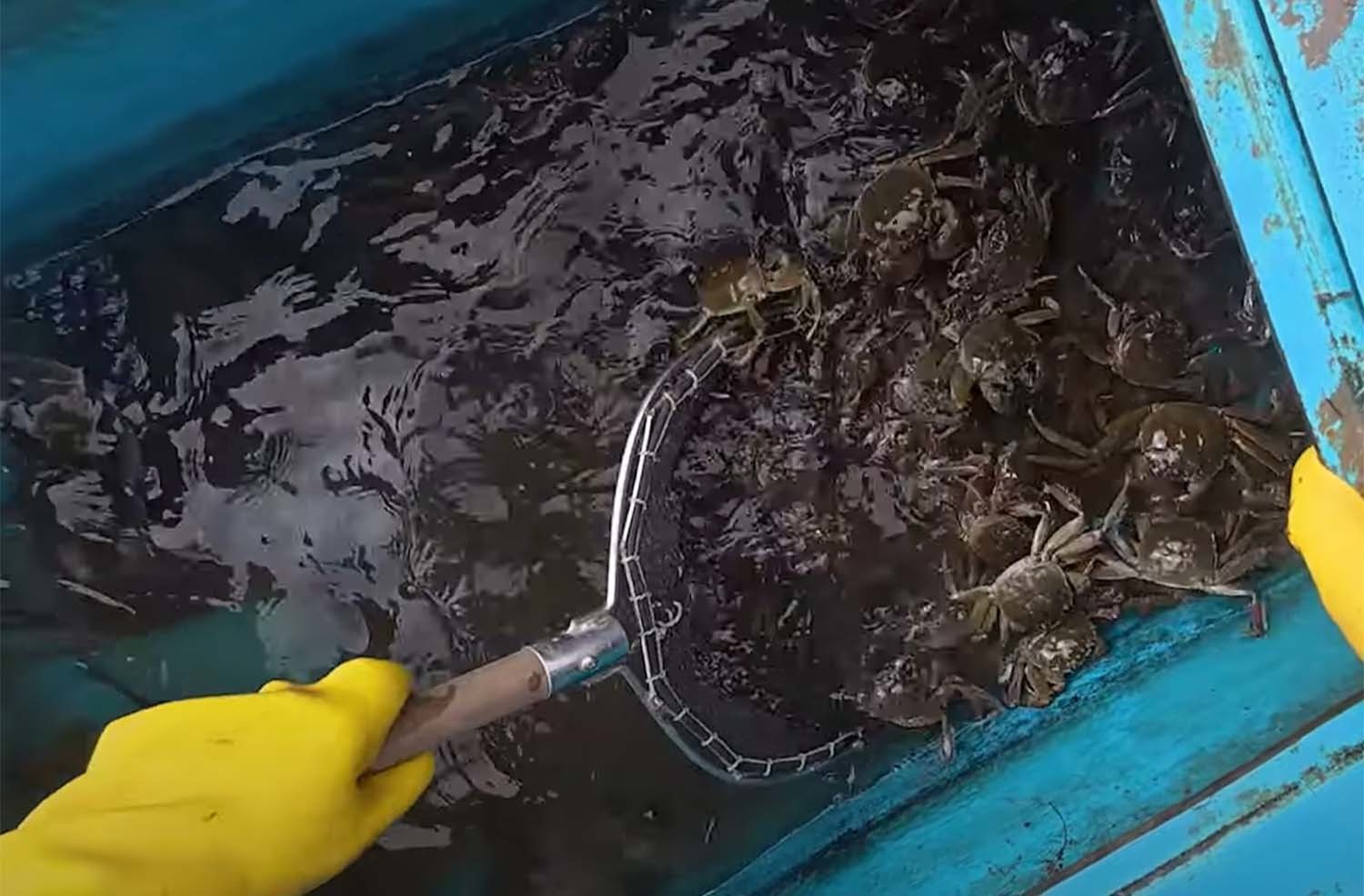 돼지고기를 미끼로 넣은 통발로 잡은 참게들. / '한탄강 청년어부' 유튜브