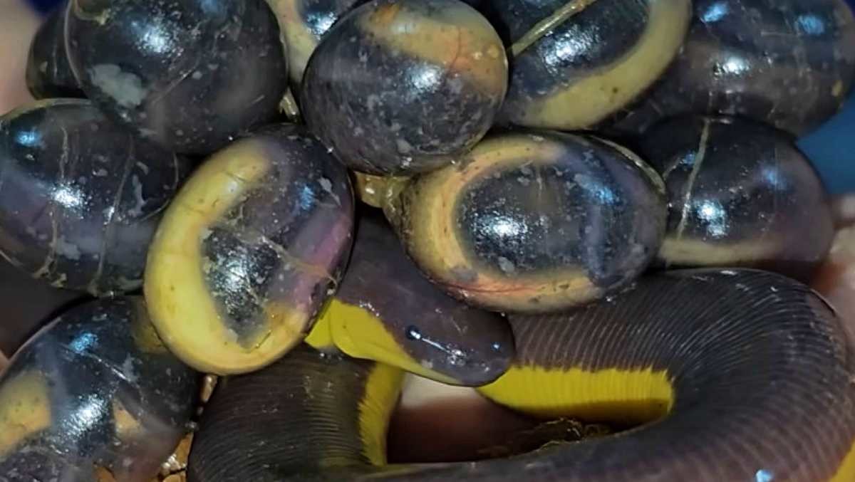 번식에 성공한 코타오 아일랜드 세실리안. / 유튜브 '정브르'