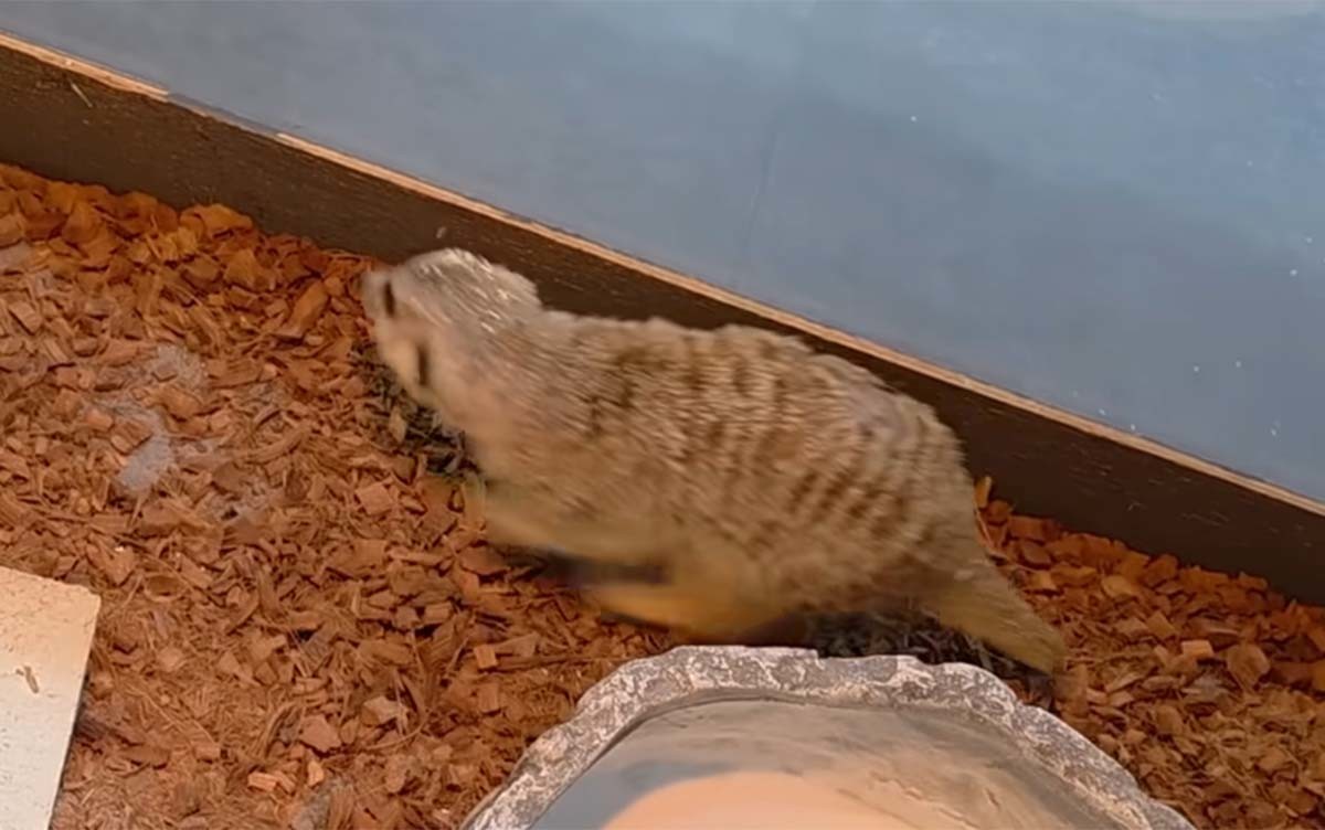 경기 고양시의 한 공장 근처에서 발견된 미어캣. / '다흑' 유튜브 채널