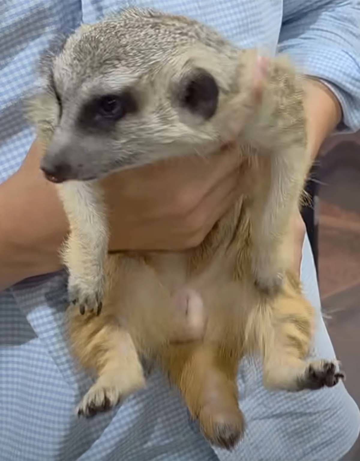 경기 고양시의 한 공장 근처에서 발견된 미어캣. / '다흑' 유튜브 채널