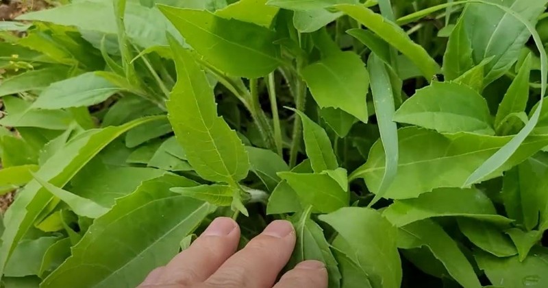 유튜브 '텃밭친구'