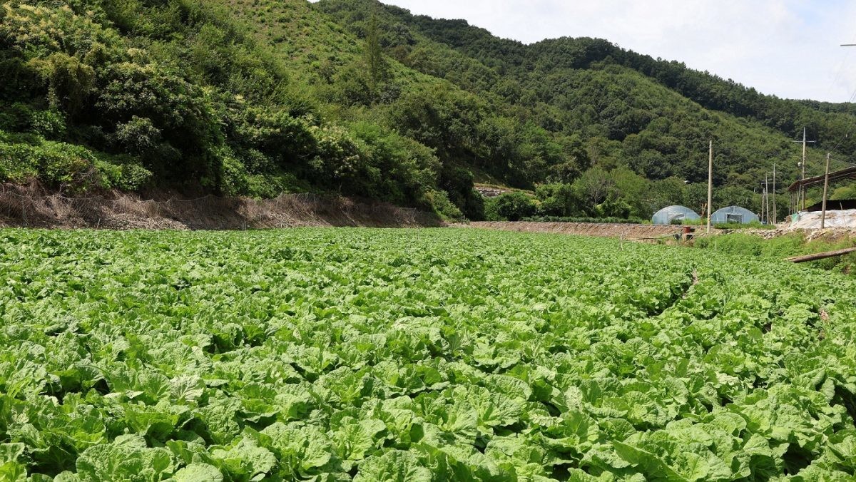 충북 괴산군에 위치한 CJ제일제당 '그린로즈' 시범 재배지 전경 / CJ제일제당 제공