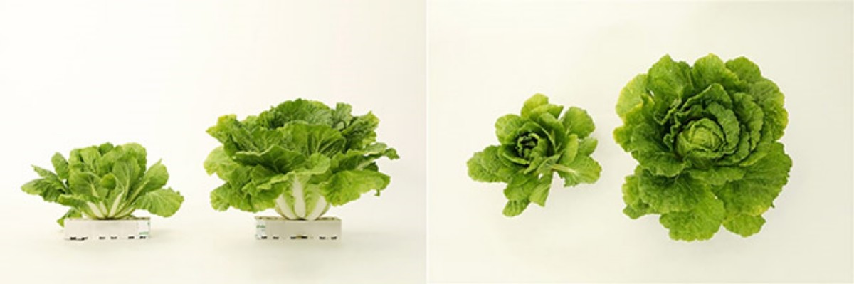 사진 왼쪽은 일반 배추 품종이고, 오른쪽은 CJ제일제당이 개발한 고온적응성 배추 ‘그린로즈’ 모습이다. / CJ제일제당 제공