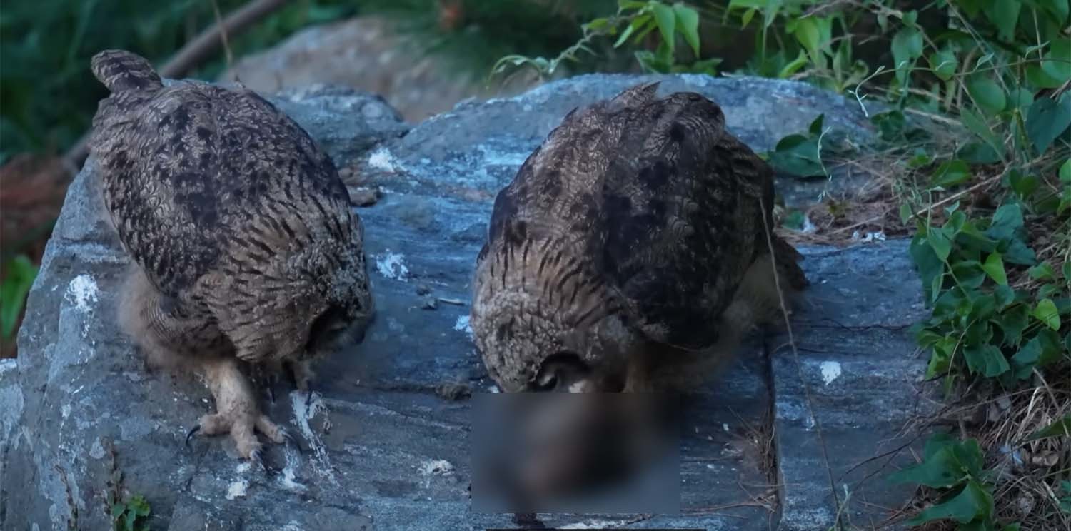 수리부엉이 / '새덕후' 유튜브 채널