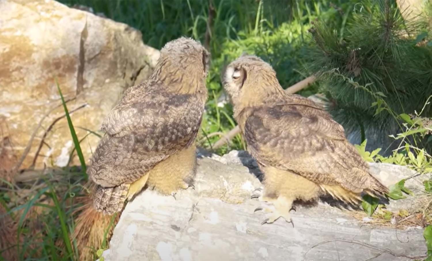 수리부엉이 / '새덕후' 유튜브 채널