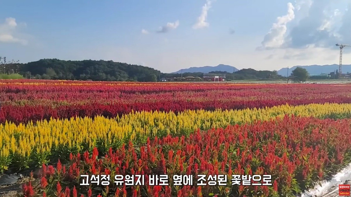 철원 고석정 꽃밭. / 유튜브 '일상이여행 Everyday travel'