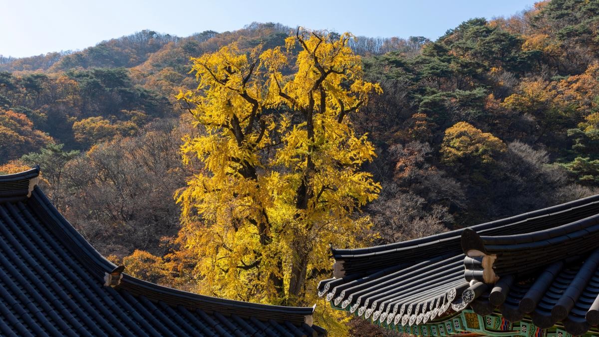 용문사 은행나무. / sajintour-shutterstock.com